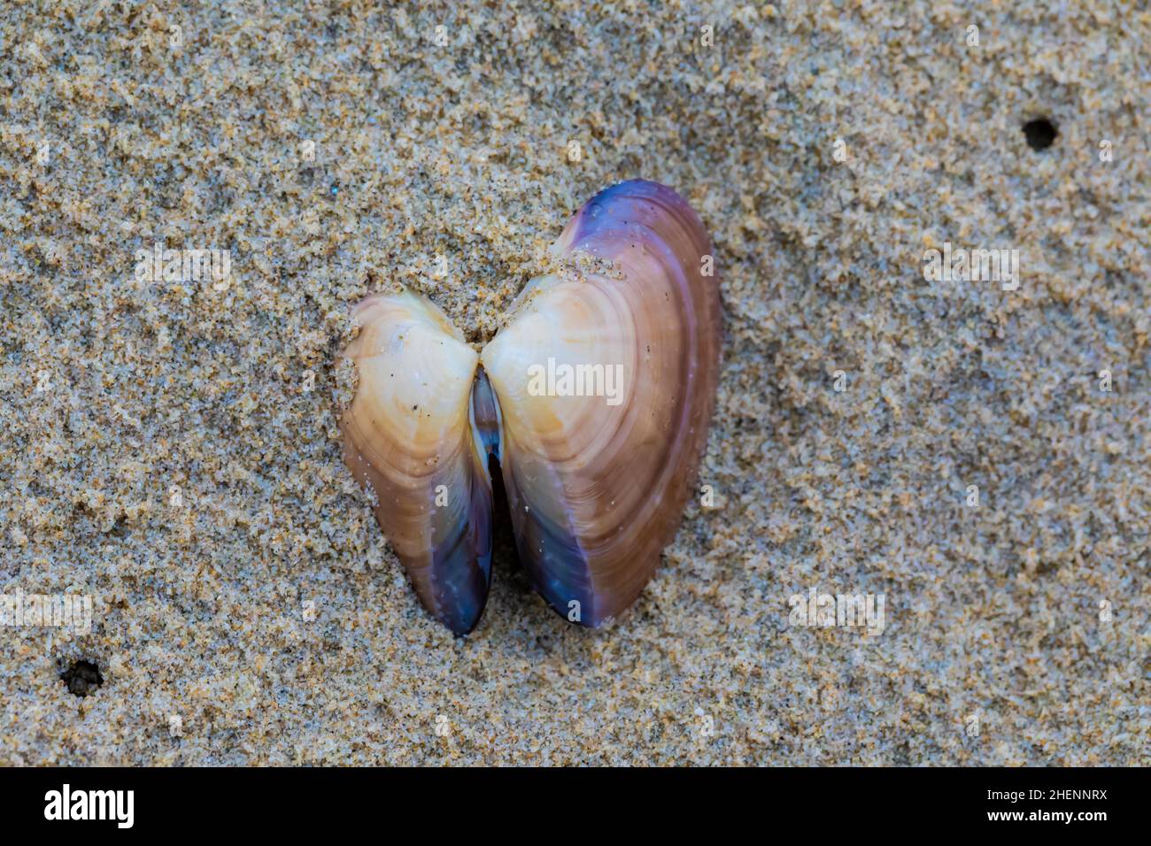 Small Pismo Clam, Tivela stultorum, exposed on the sandy beach, Pismo State Beach, California, USA Stock Photo
