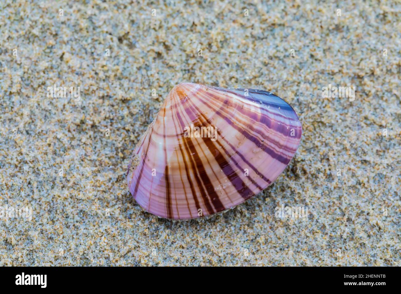 Sea otter clam shell hi-res stock photography and images - Alamy