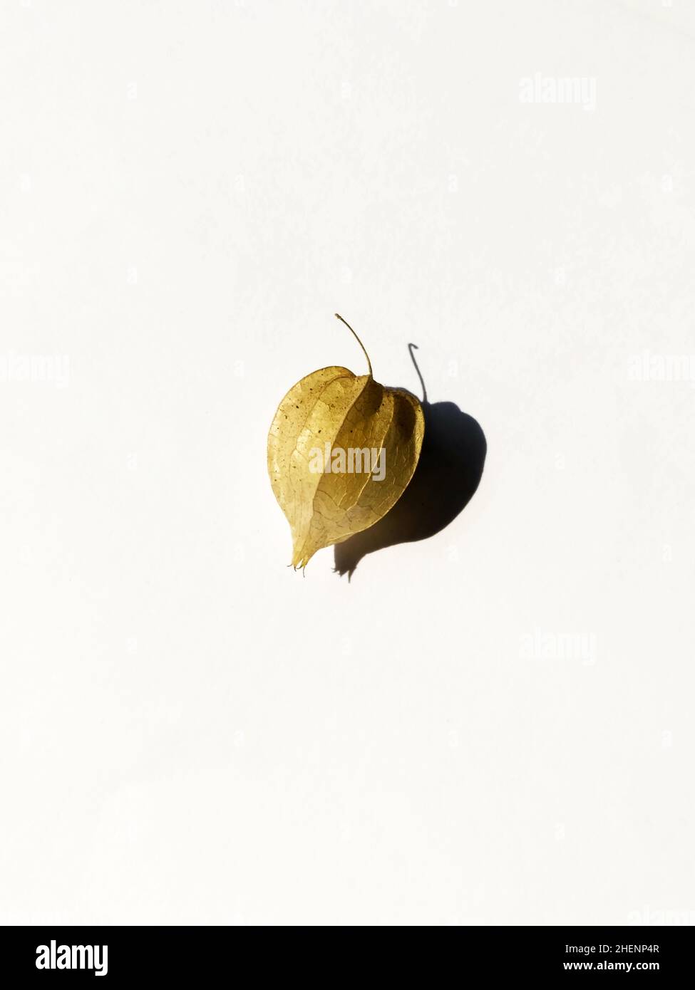 A dried tomatillo on a white background Stock Photo