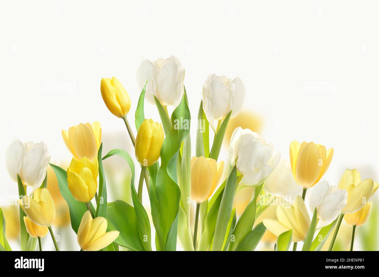 Beautiful tulip flowers on white background Stock Photo - Alamy