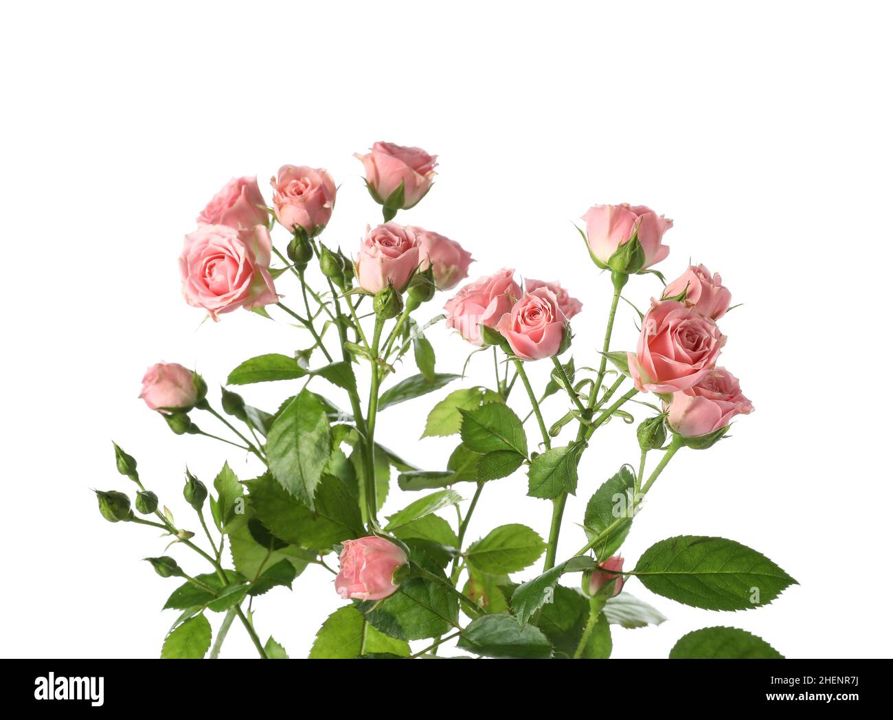 Bouquet of beautiful fresh roses on white background Stock Photo - Alamy
