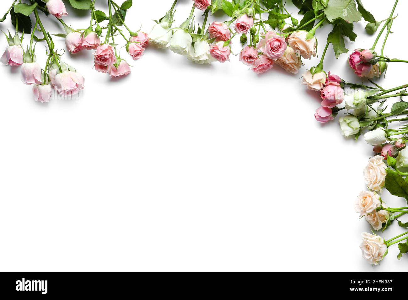Different beautiful roses on white background Stock Photo - Alamy