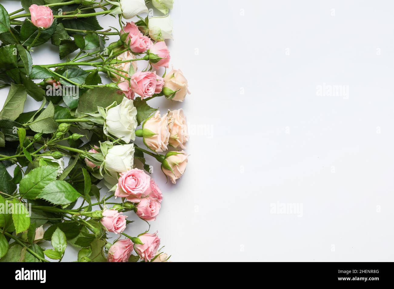 Different beautiful roses on white background Stock Photo - Alamy