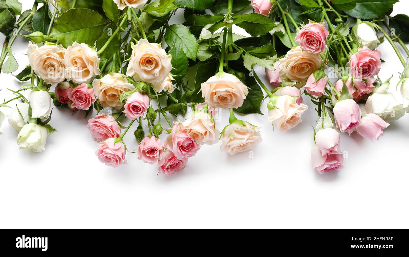 Different beautiful roses on white background Stock Photo - Alamy