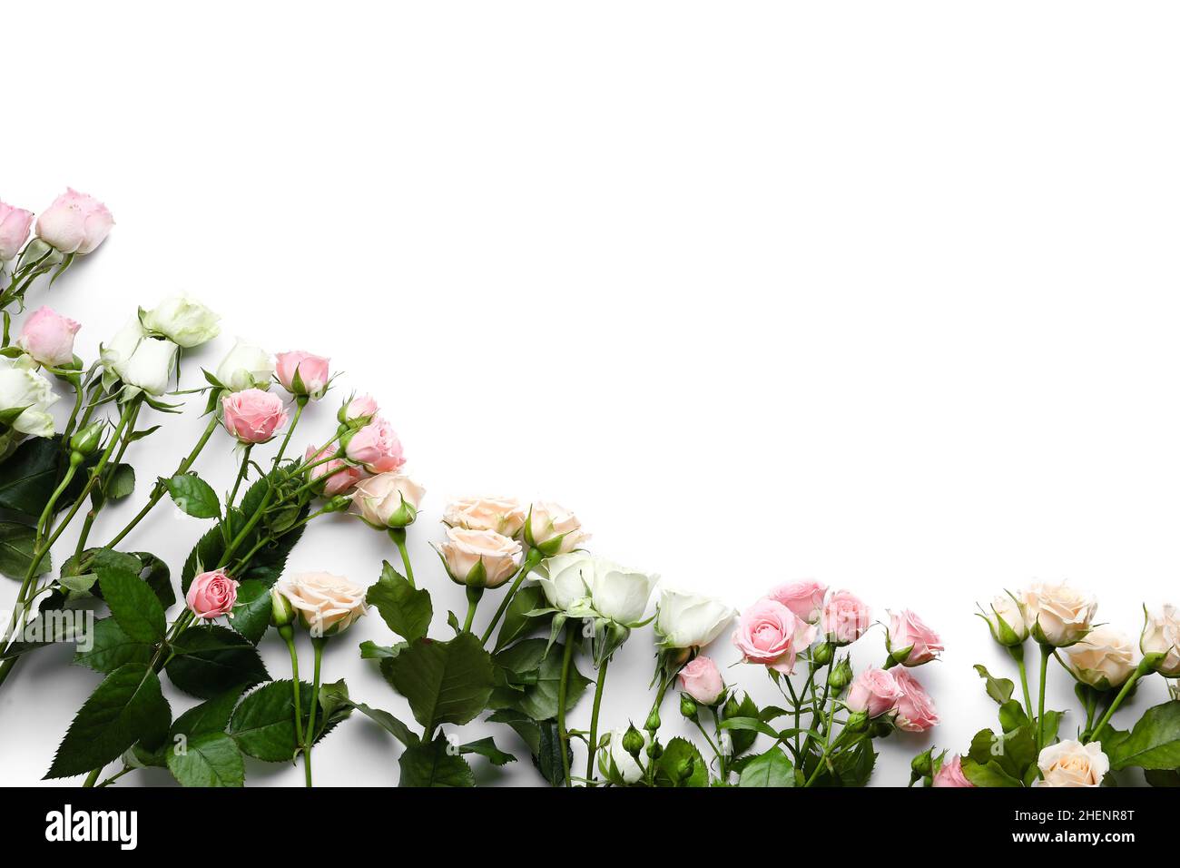Different beautiful roses on white background Stock Photo - Alamy