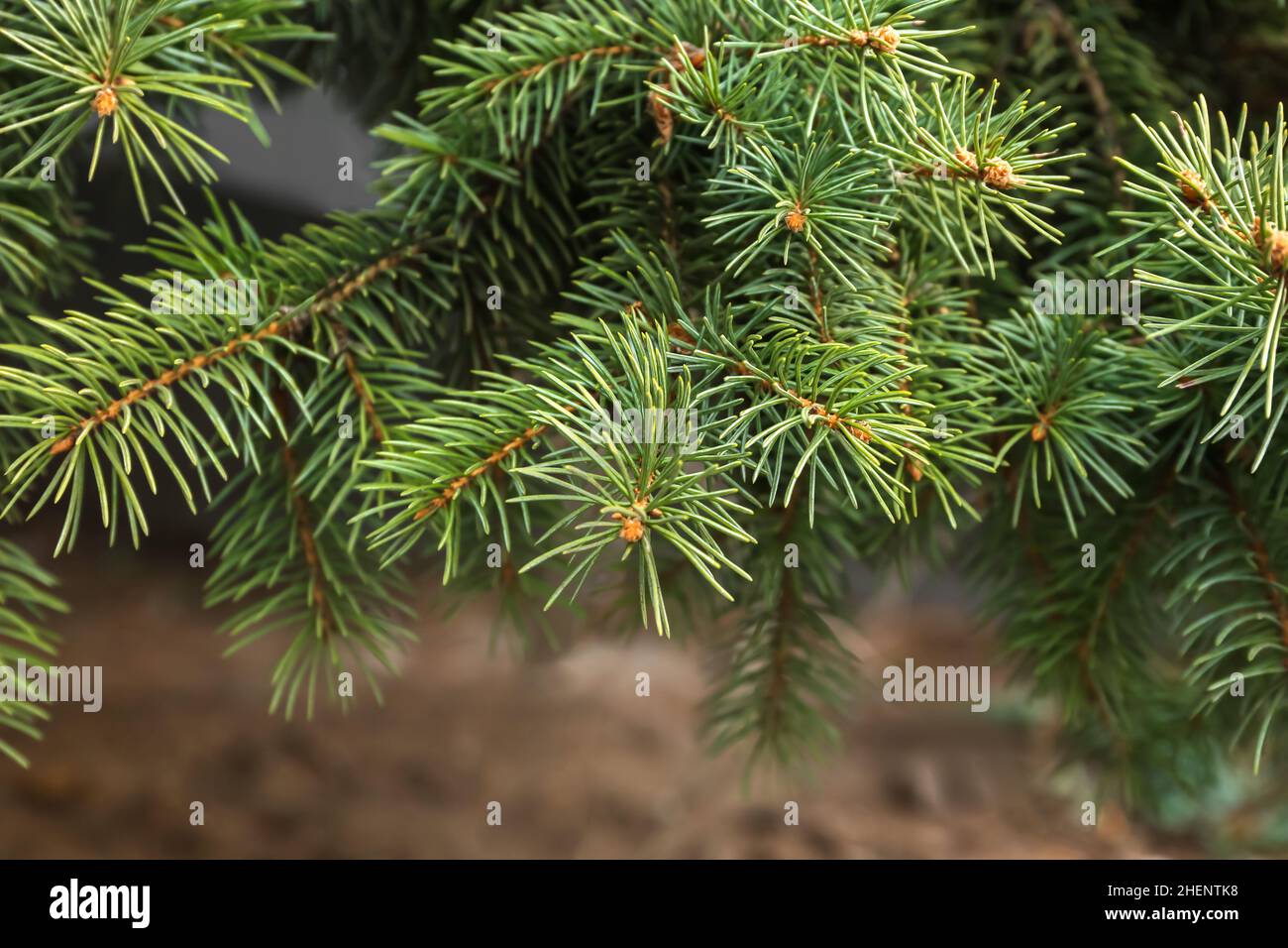 Closeup view of green branches of fir tree in park Stock Photo - Alamy