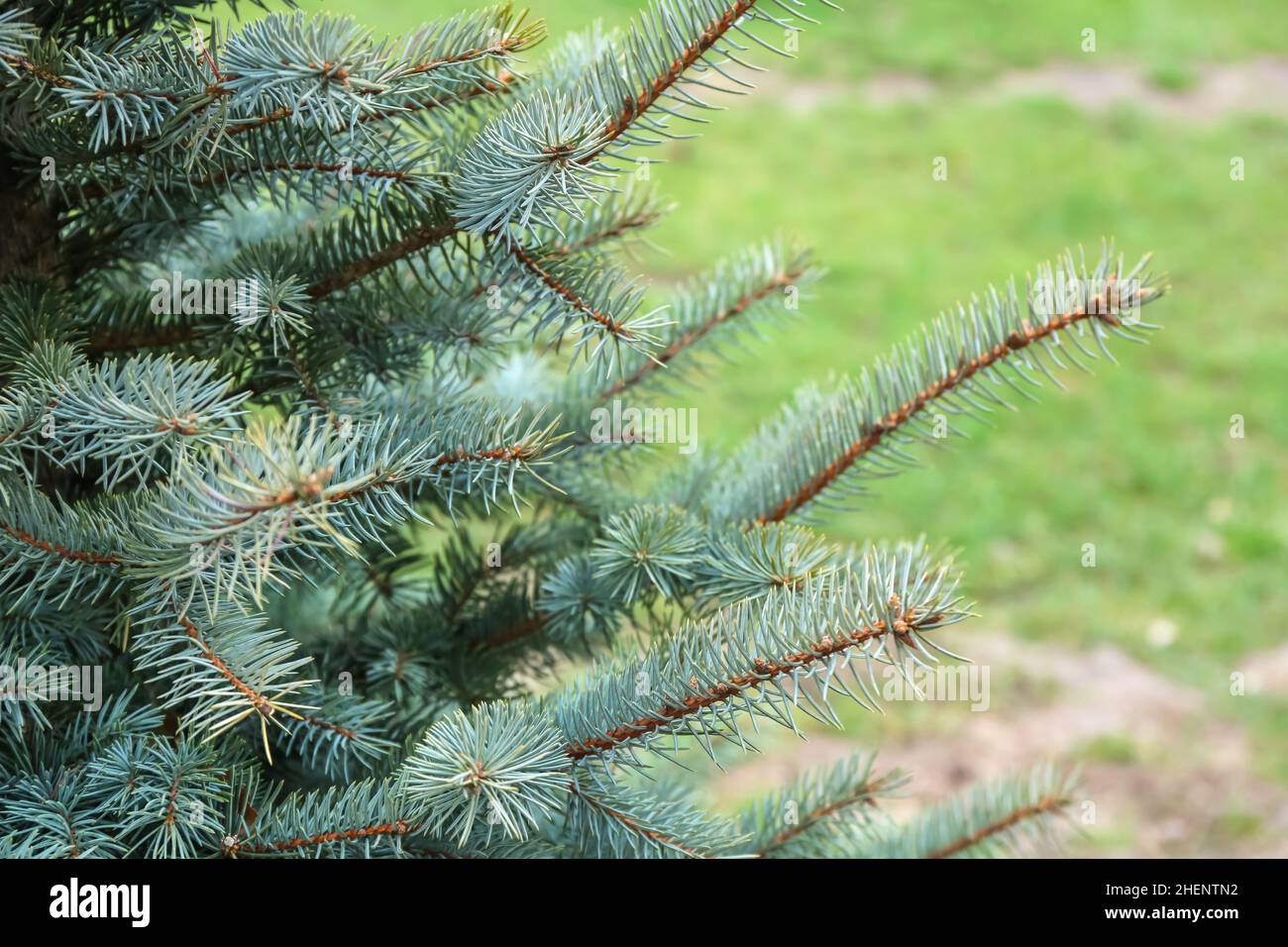 Beautiful fir tree branches in botanical garden Stock Photo - Alamy