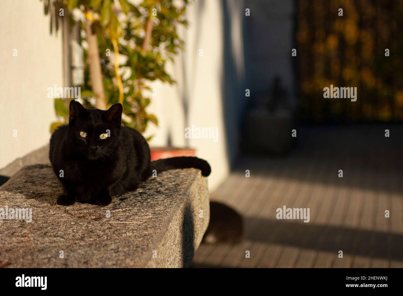 Frontal shot of black cat with green eyes and staring at the camera on a sunny day Stock Photo
