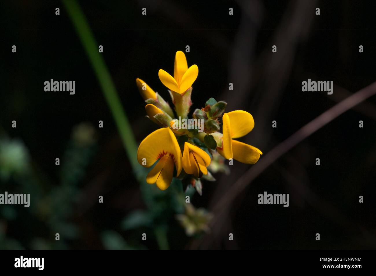 Flowers for breakfast? These are Eggs And Bacon flowers (Aotus Ericoides), common in Spring in Australian woodlands. Hochkins Ridge Flora Reserve. Stock Photo