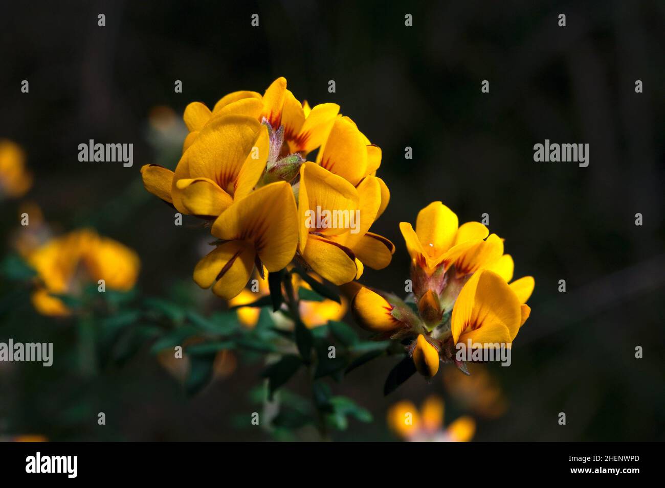 Flowers for breakfast? These are Eggs And Bacon flowers (Aotus
