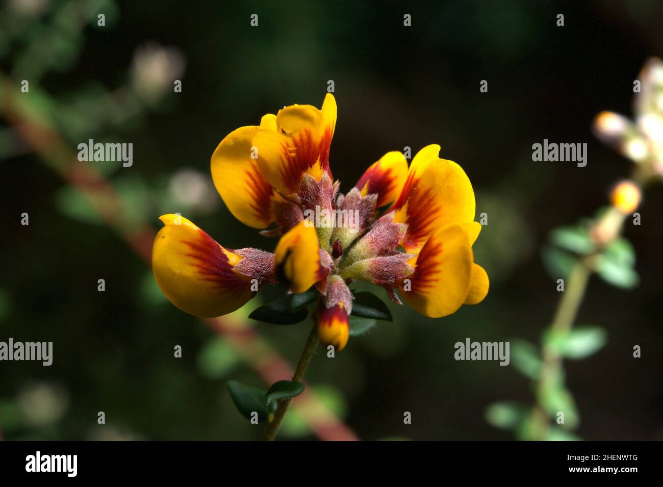 Flowers for breakfast? These are Eggs And Bacon flowers (Aotus