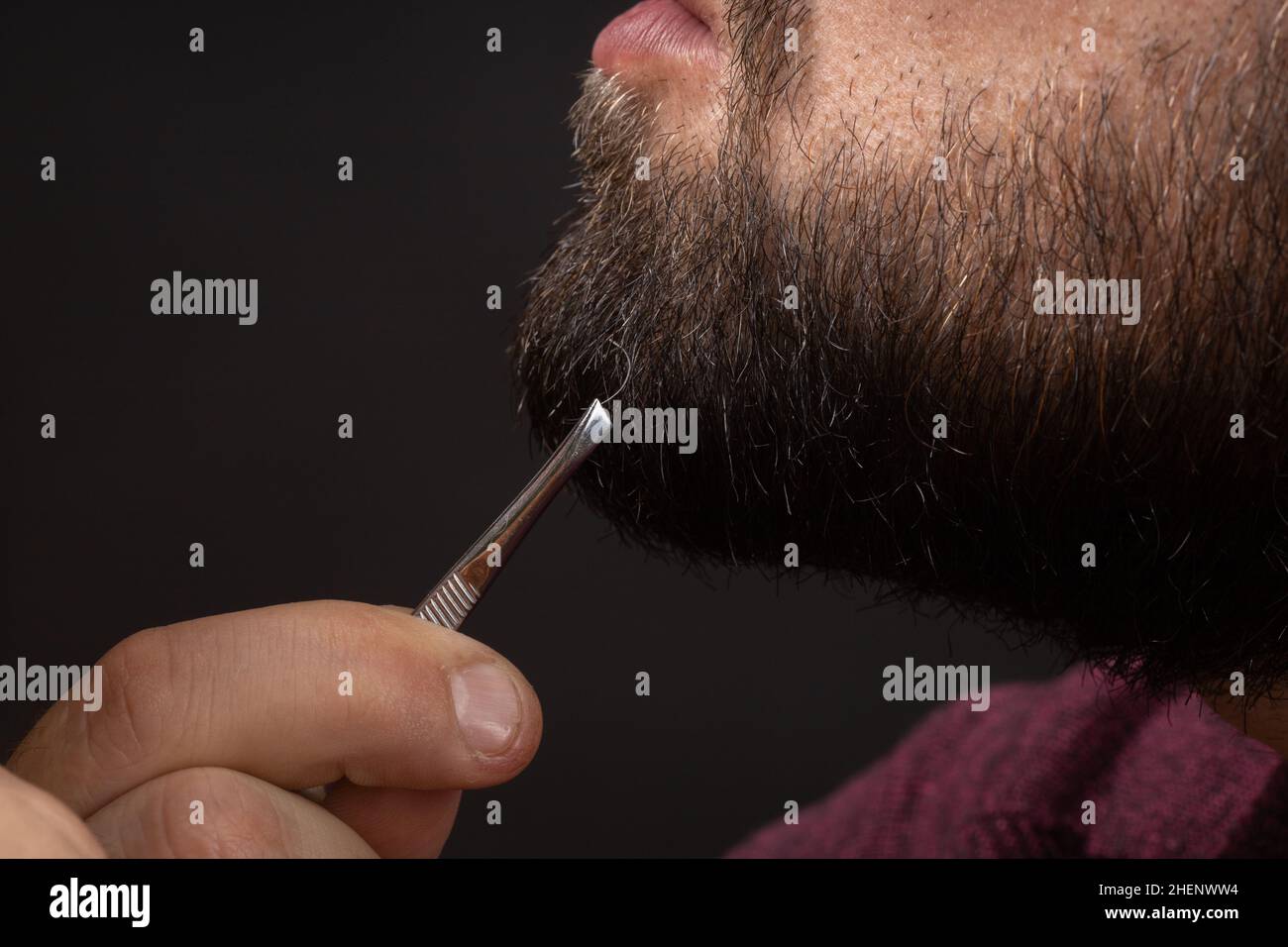 Close-up of bearded man pulling gray hair out of graying beard with tweezers. Concept of skin, hair care and anti-aging Stock Photo
