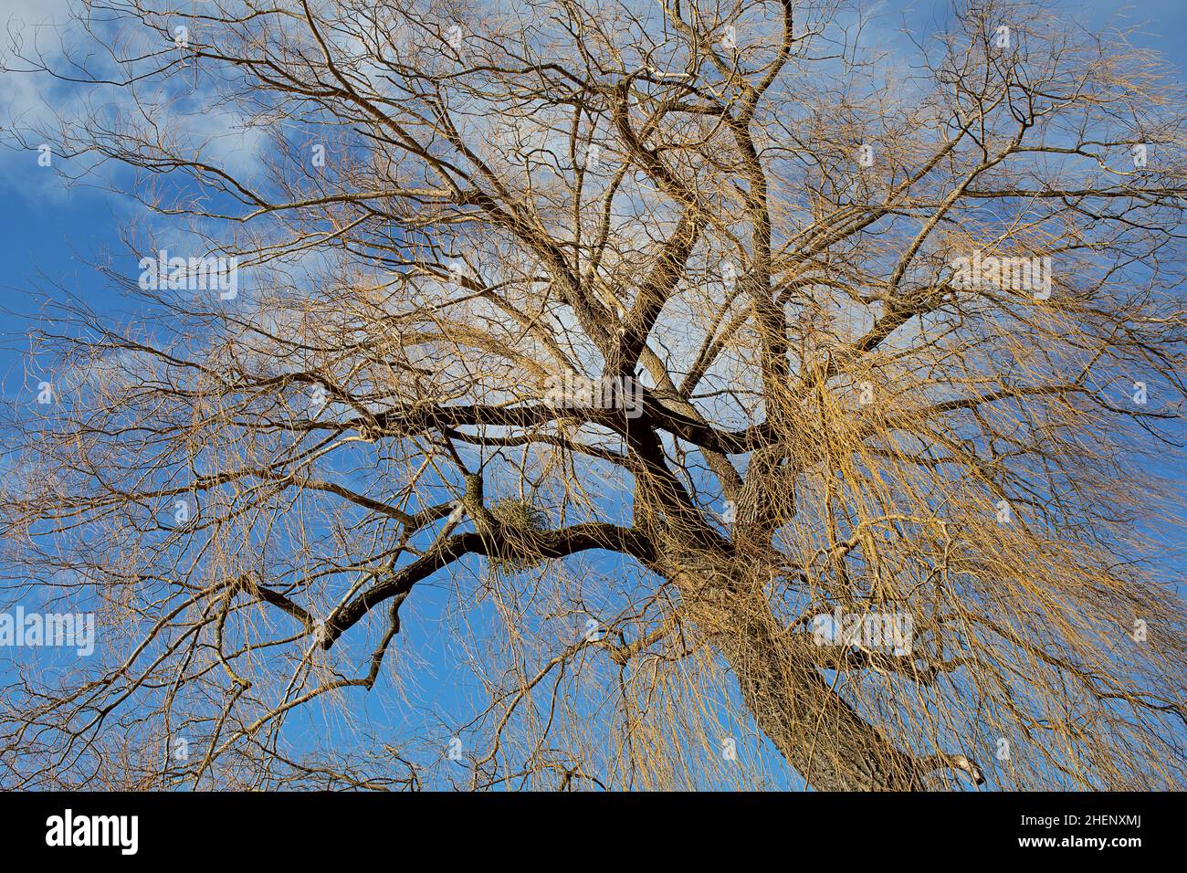 bare willow tree in winter with mistletoe against a blue sky Stock Photo