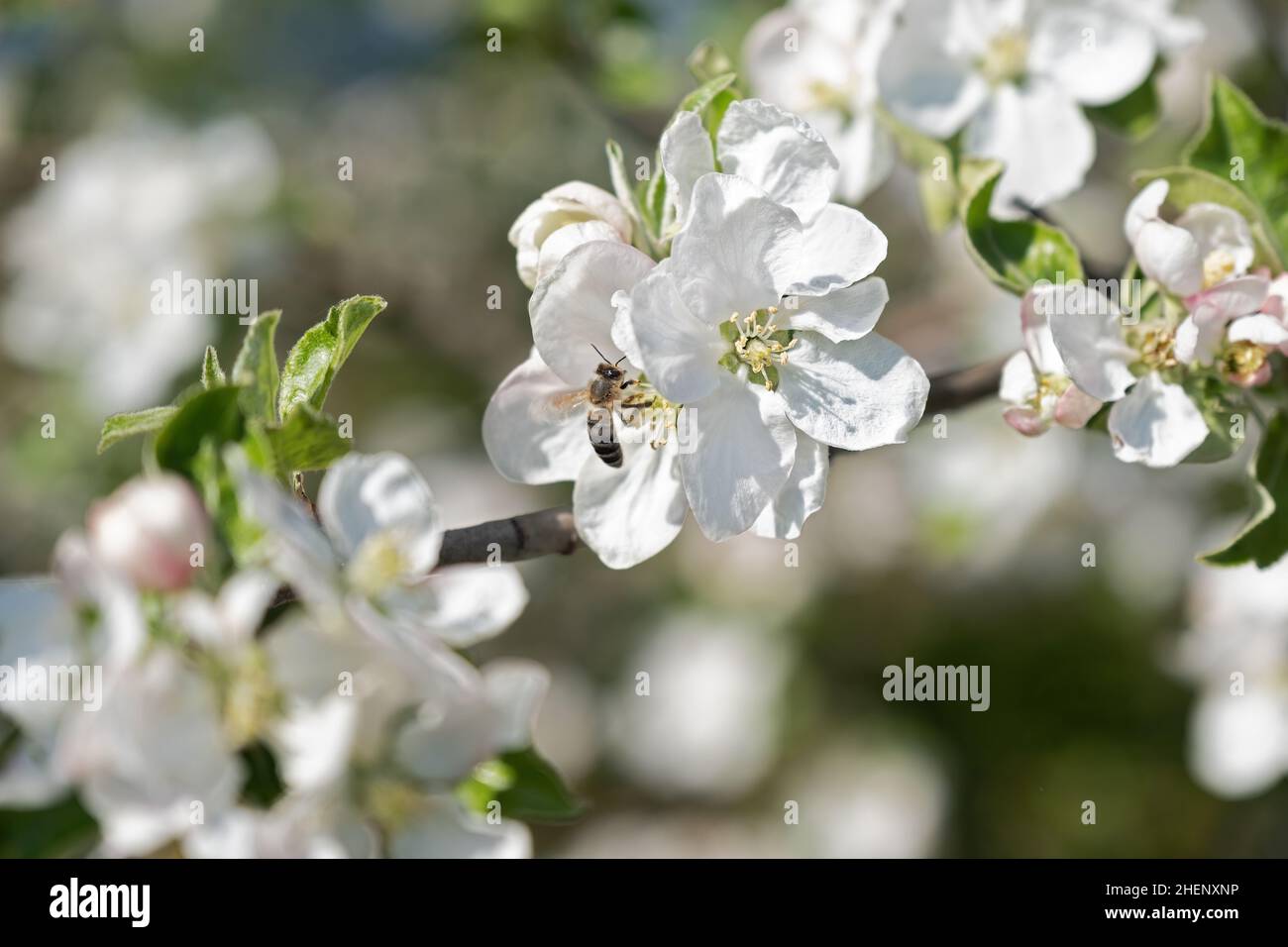 close up of  white blossoms on fruit tree with bee Stock Photo