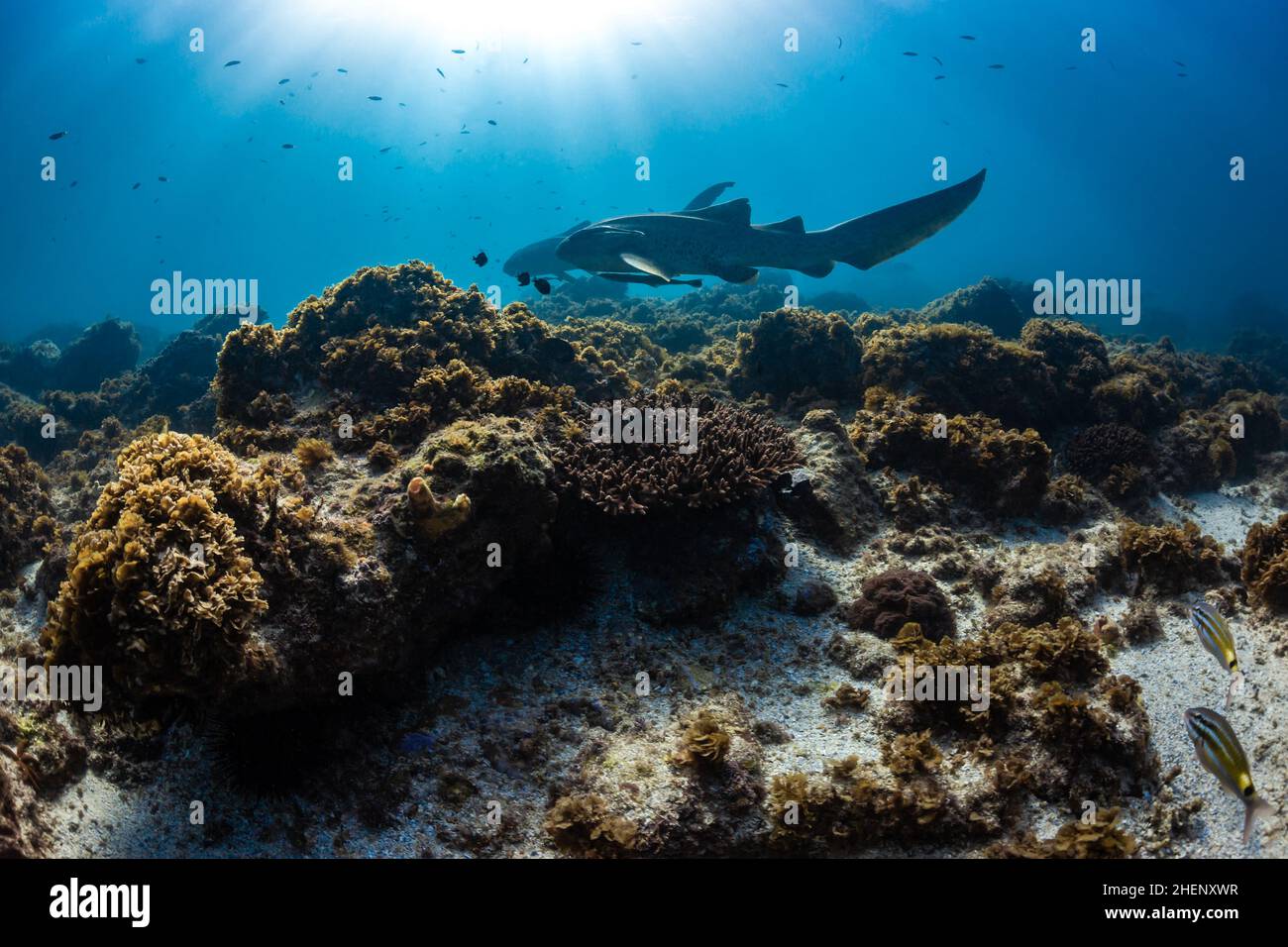Leopard Sharks (Stegostoma fasciatum) passing over coral reef in Julian Rocks, Byron Bay, New South Wales, Australia Stock Photo