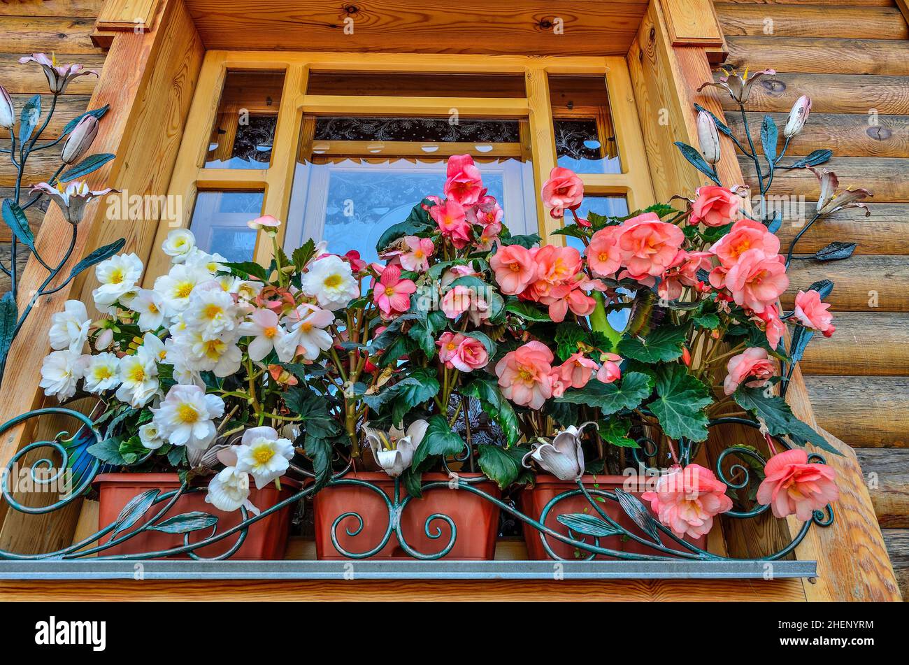 White and pink flowers of tuberous begonia (Begonia tuberhybrida) in containers close up. Ornamental double-flowered  begonias on the wooden window ou Stock Photo