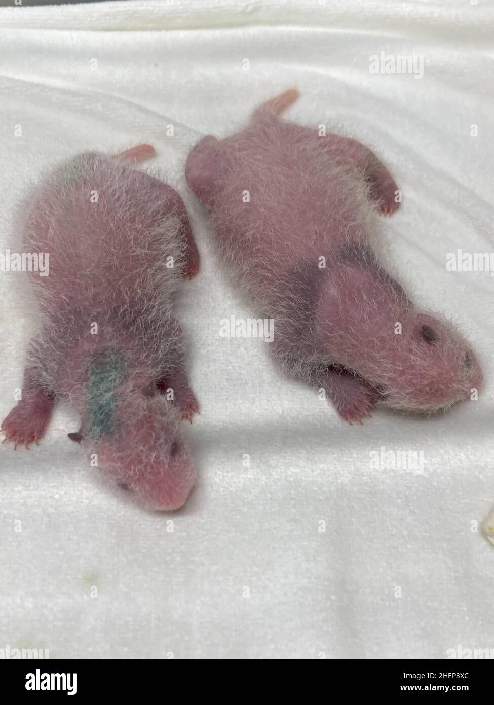 (220112) -- TOKYO, Jan. 12, 2022 (Xinhua) -- Photo taken on July 1, 2021 shows 8-day-old twin giant panda cubs. Twin giant pandas, male cub Xiao Xiao and his sister Lei Lei, who were born in June at Tokyo's Ueno Zoological Gardens, appeared to the public for the first time with their mother Shin Shin Wednesday, much to the delight of a limited number of lottery winners. (Tokyo Zoological Park Society/Handout via Xinhua) Stock Photo