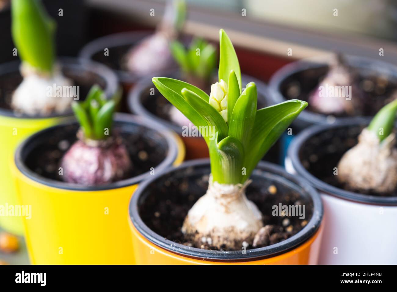 Hyacinth bulbs growing in flower pots. Spring flowers on the windowsill Stock Photo
