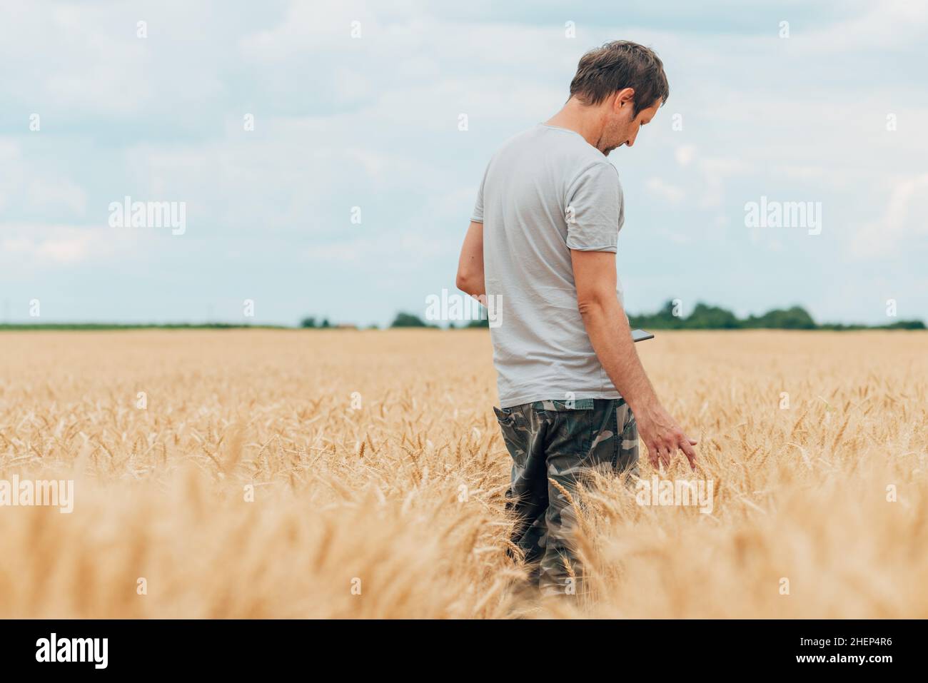 Farmer with smartphone checking up on development of wheat crops in field, using modern technology in agricultural activity Stock Photo