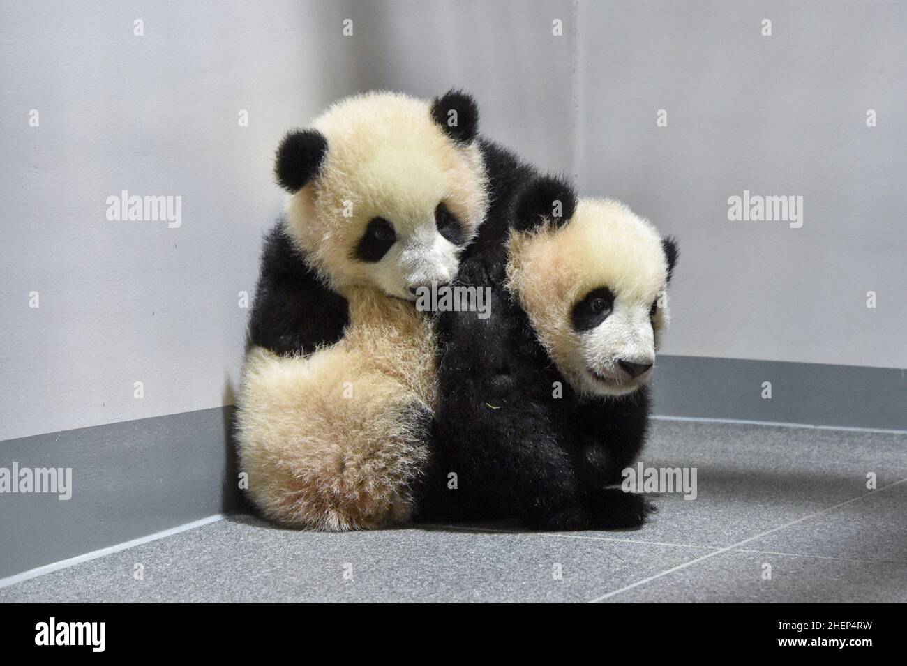 (220112) -- TOKYO, Jan. 12, 2022 (Xinhua) -- Photo taken on Dec. 13, 2021 shows twin giant panda cubs Xiao Xiao (back) and Lei Lei (front). Twin giant pandas, male cub Xiao Xiao and his sister Lei Lei, who were born in June at Tokyo's Ueno Zoological Gardens, appeared to the public for the first time with their mother Shin Shin Wednesday, much to the delight of a limited number of lottery winners. (Tokyo Zoological Park Society/Handout via Xinhua) Stock Photo