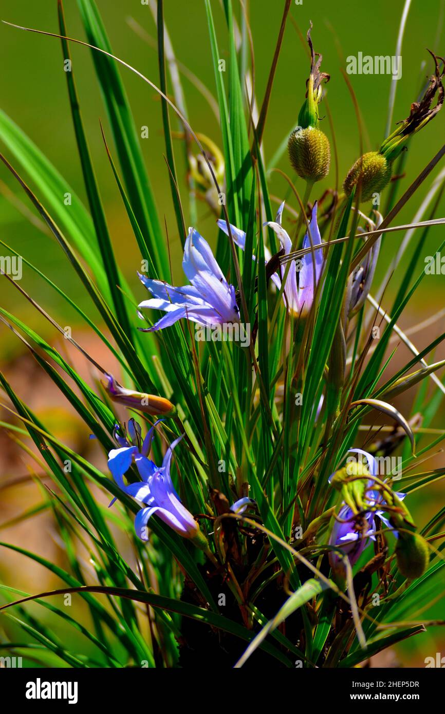 nature-in-its-best-form-stock-photo-alamy