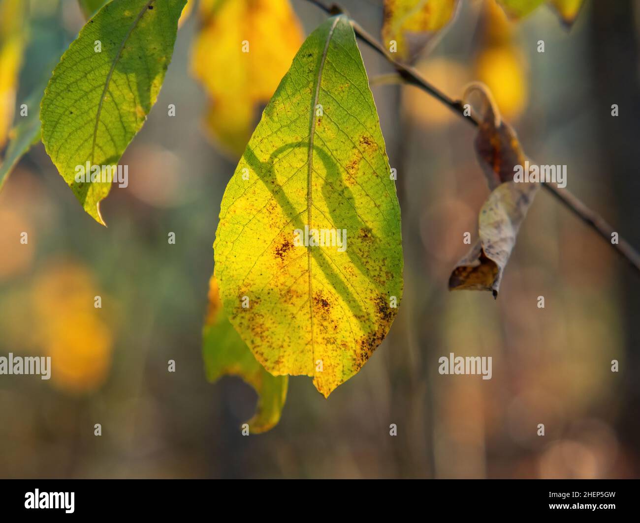 yellow leaves on a tree in the forest, in autumn Stock Photo