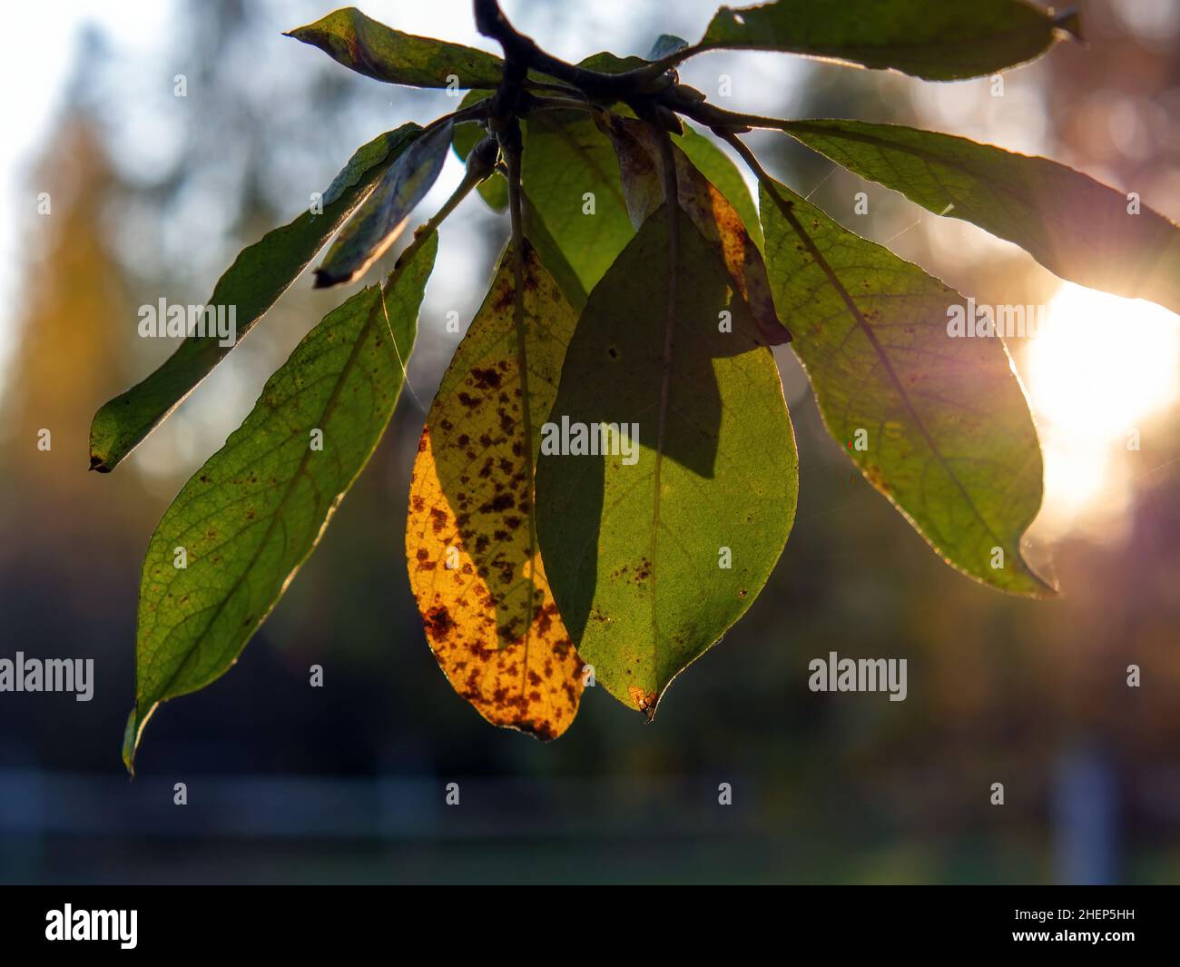 yellow leaves on a tree in the forest, in autumn Stock Photo