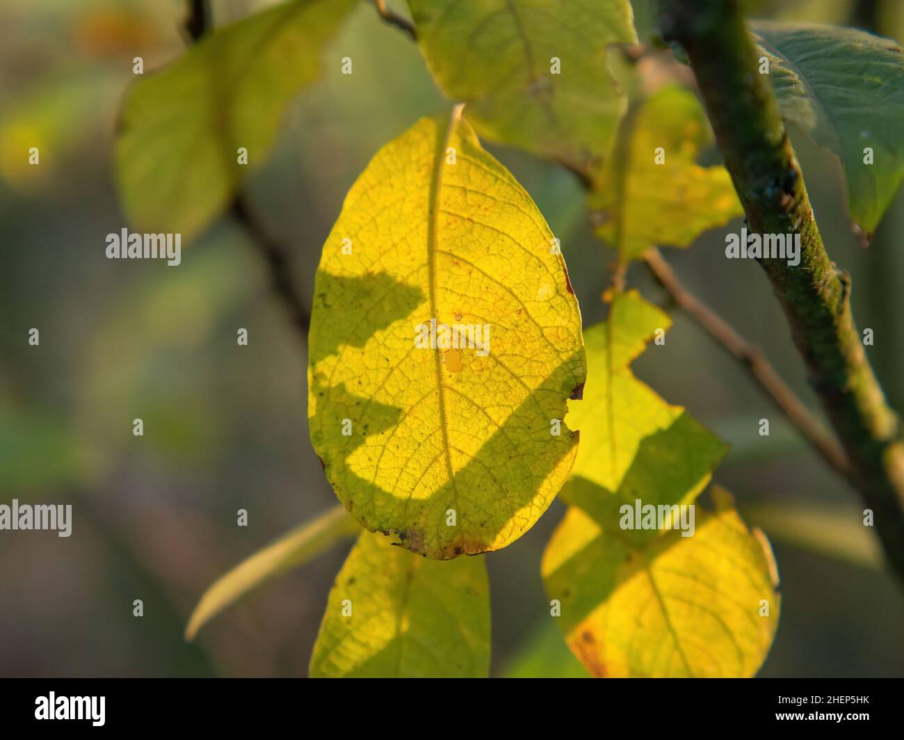 Yellow leaves on a tree hi-res stock photography and images - Alamy