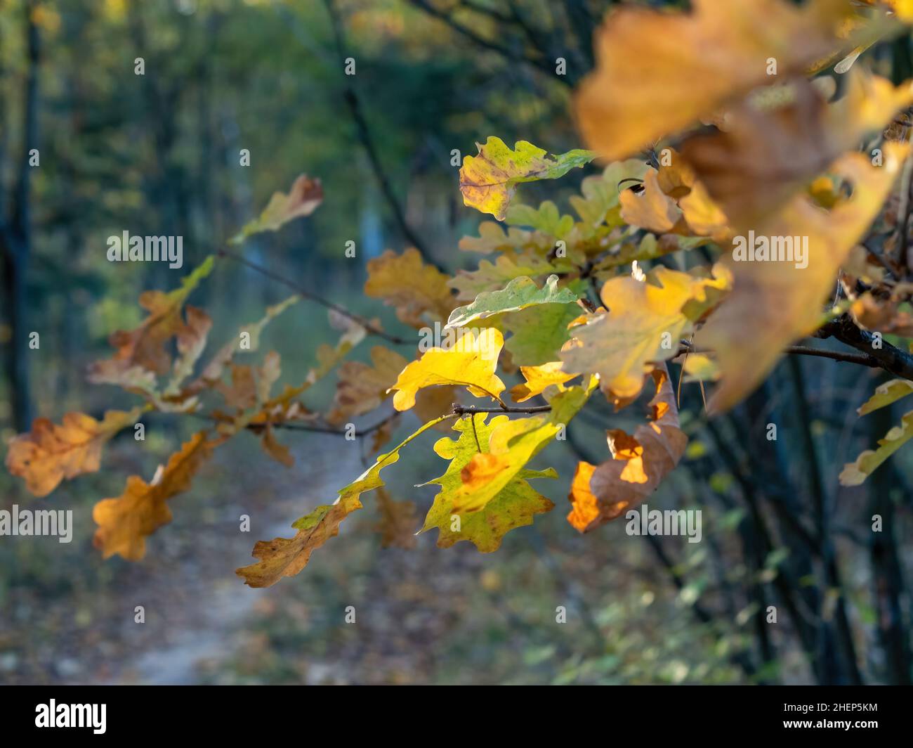 yellow oak leaves on the tree, in autumn Stock Photo