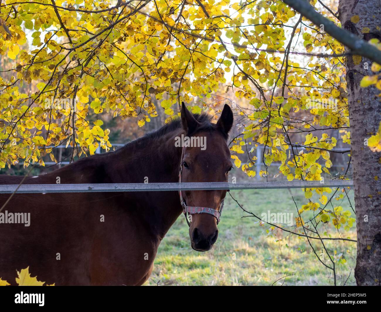 brown horse in an open paddock, in autumn Stock Photo