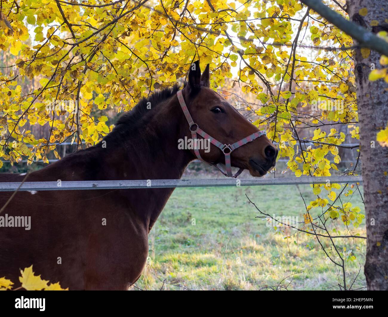 brown horse in an open paddock, in autumn Stock Photo