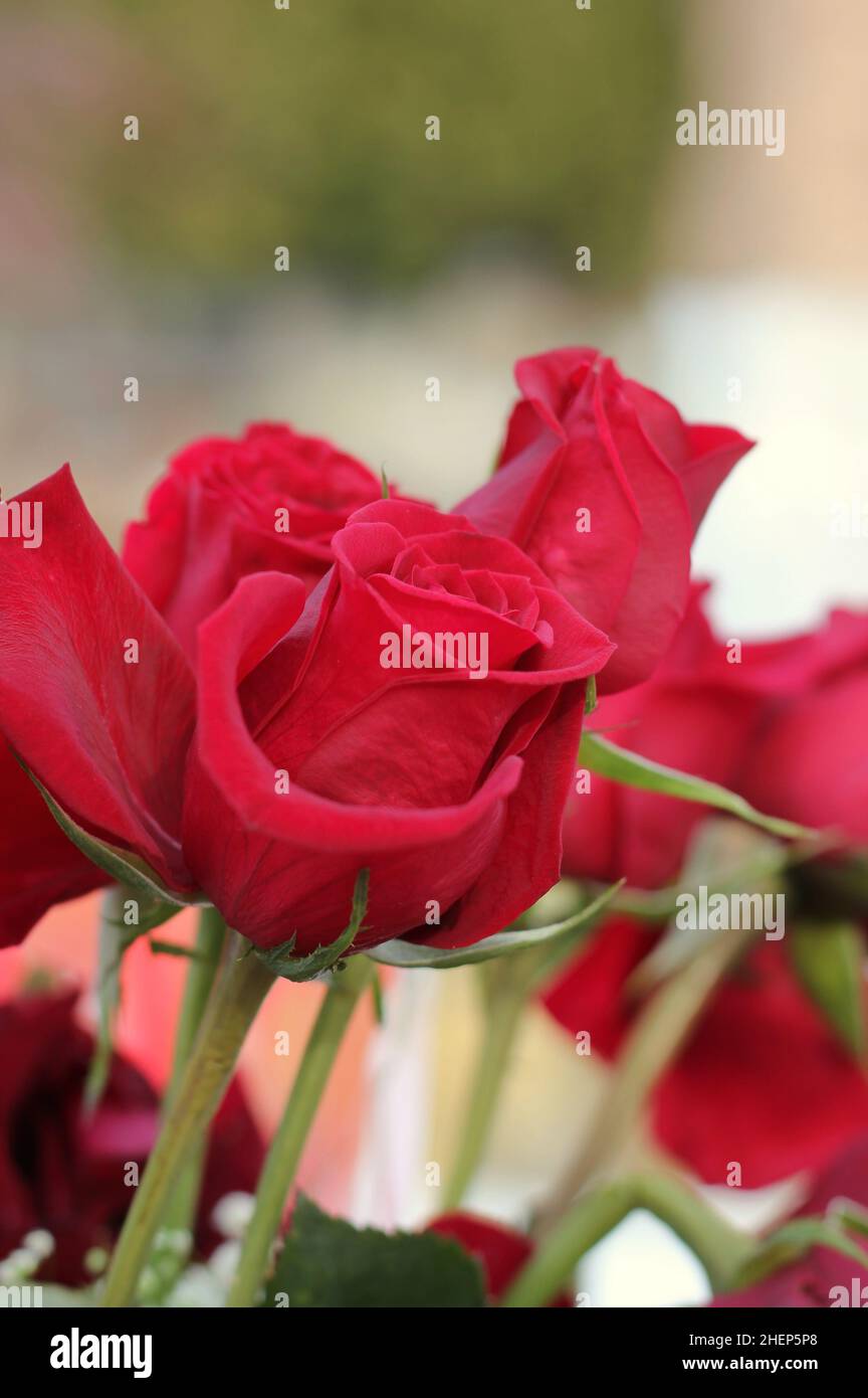 Beautiful bouquet of bright red roses in full bloom Stock Photo - Alamy