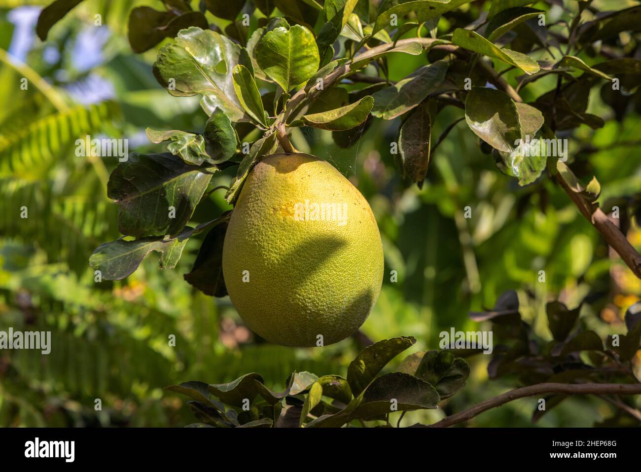 Ripe pomelo fruit on the tree branch Stock Photo Alamy
