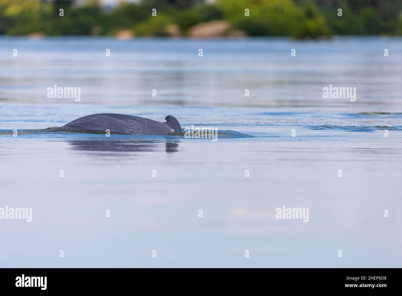 The Irrawaddy dolphin (Orcaella brevirostris) on the Mekong River, Cambodia Stock Photo
