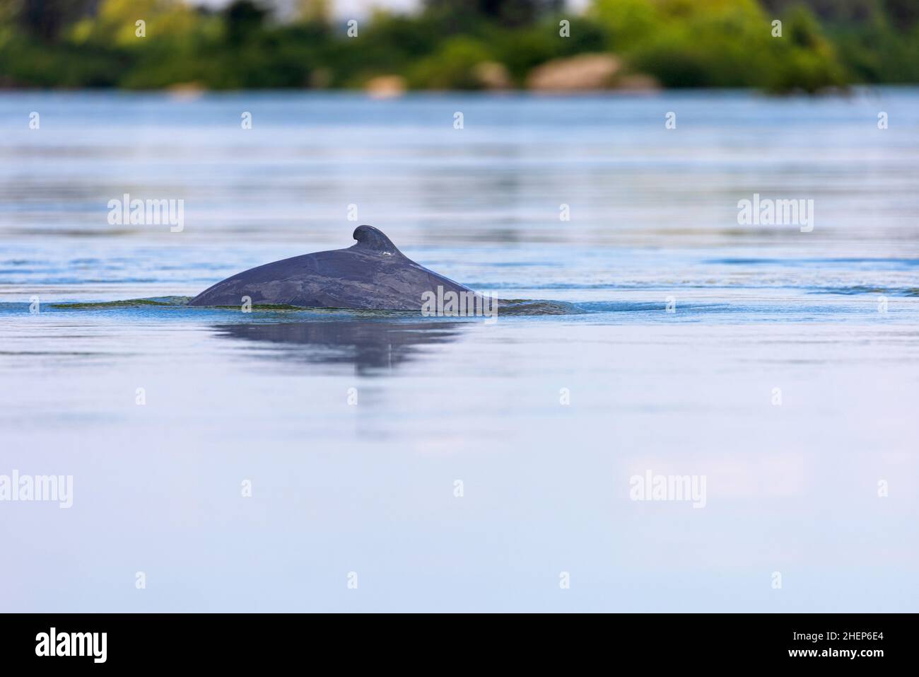 The Irrawaddy dolphin (Orcaella brevirostris) on the Mekong River, Cambodia Stock Photo