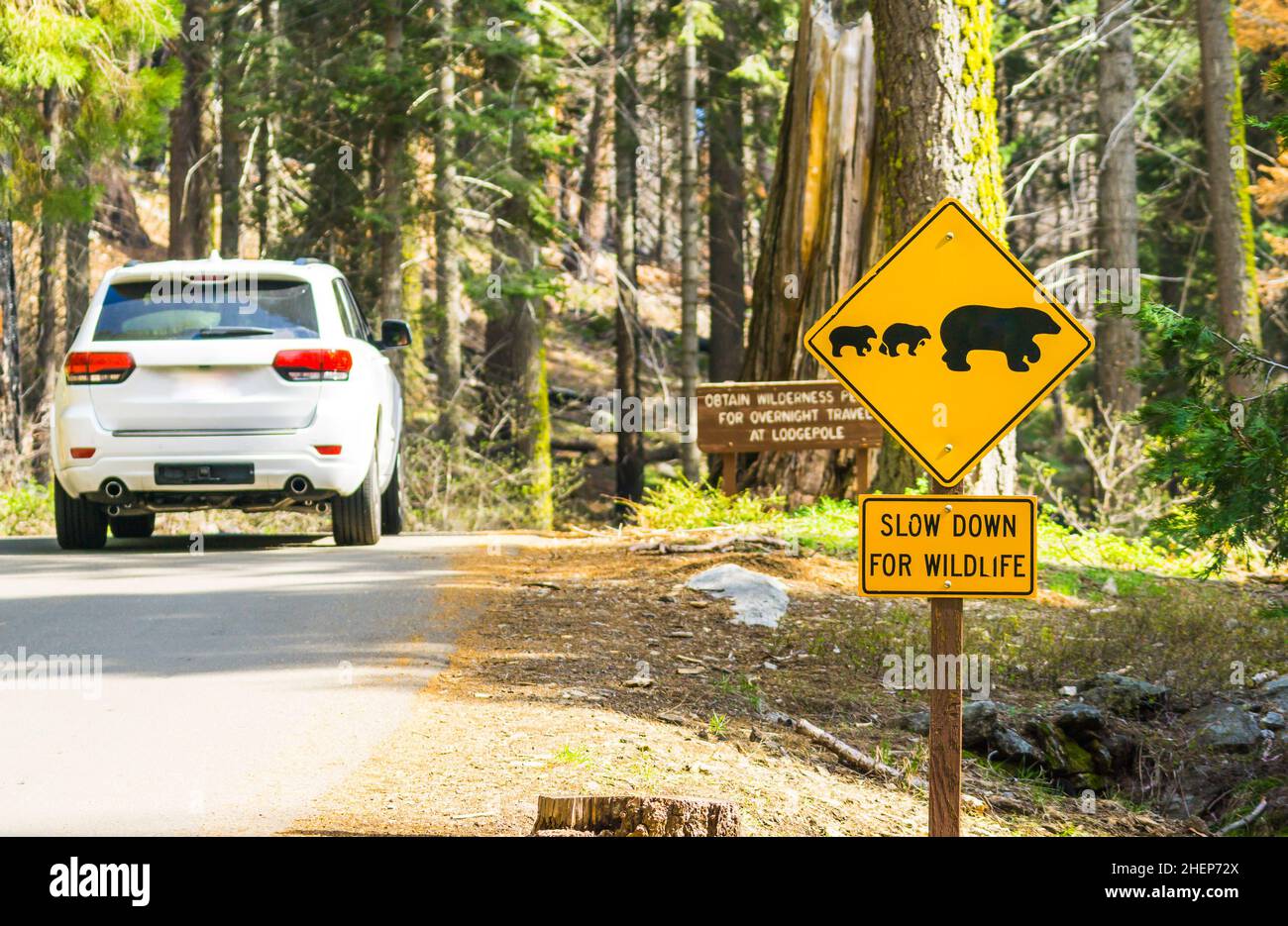 bear sign on the road in national park. Stock Photo