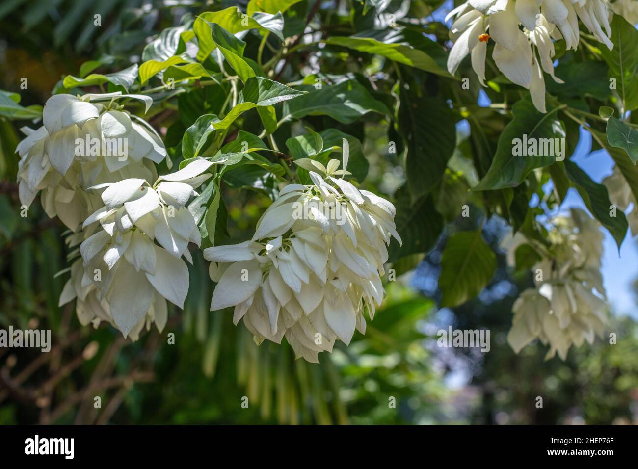 White blooming Mussaenda or Buddha's Lamp and blue sky at the background. Bali, Indonesia Stock Photo