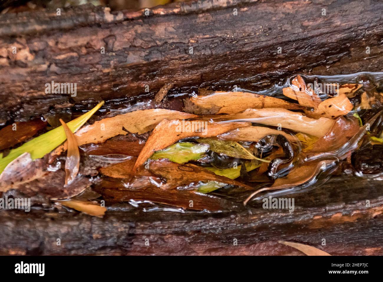 Fallen eucalypt leaves collecting in a puddle in a hollow tree trunk on forest floor of sub-tropical lowland rainforest, Queensland,Australia. Stock Photo