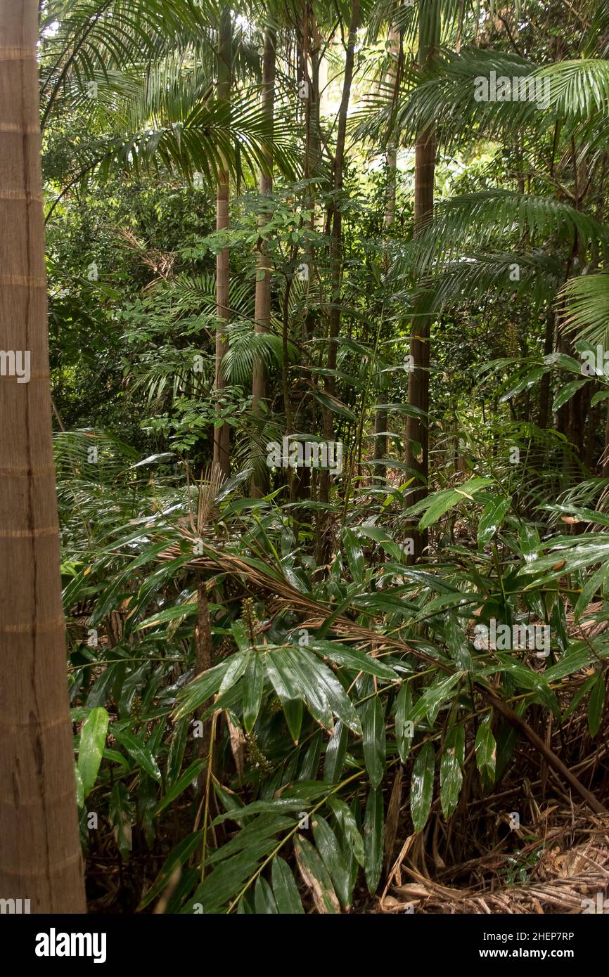 Dense, green understorey of lowland Subtropical rainforest with  gum-tree trunks, palms and gingers. Dull summer day, Tamborine Mountain, Australia. Stock Photo
