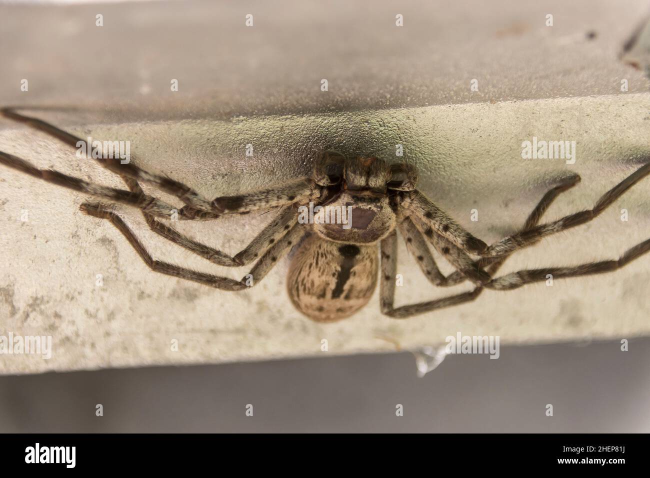 Upside-down Giant grey hunstsman spider (hokonia immanis) Banded Huntsman, found inside cover of mail box (letter box) Queensland, Australia. Stock Photo