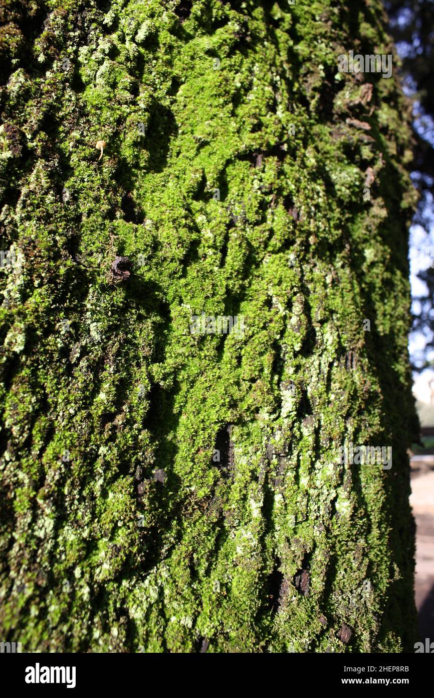 The tree of life rome hi-res stock photography and images - Alamy