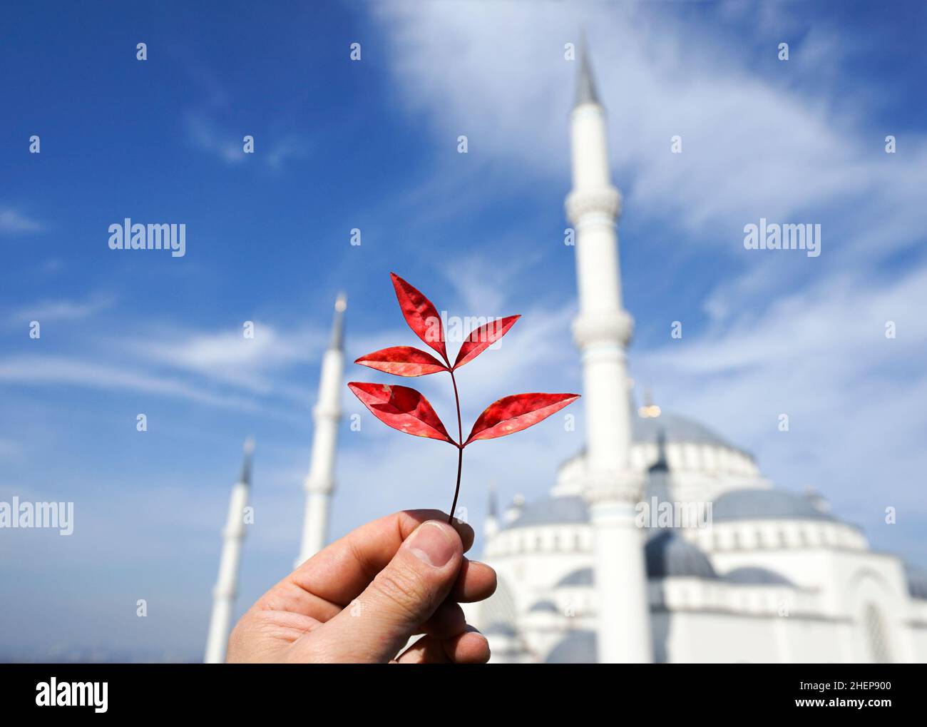 A man’s hand holding a red leaf against the cloudy blue sky with Istanbul Camlica mosque in the background. Stock Photo