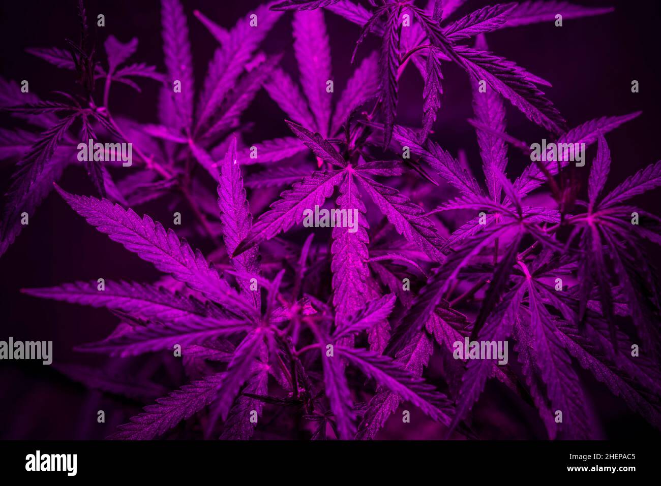 indoor growing cannabis with purple light. Stock Photo