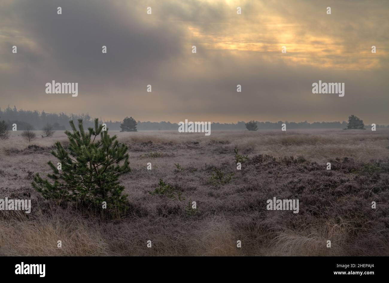 Desolate landscape, nature reserve Fochteloerveen in the Netherlands, on a dark, winter's day Stock Photo