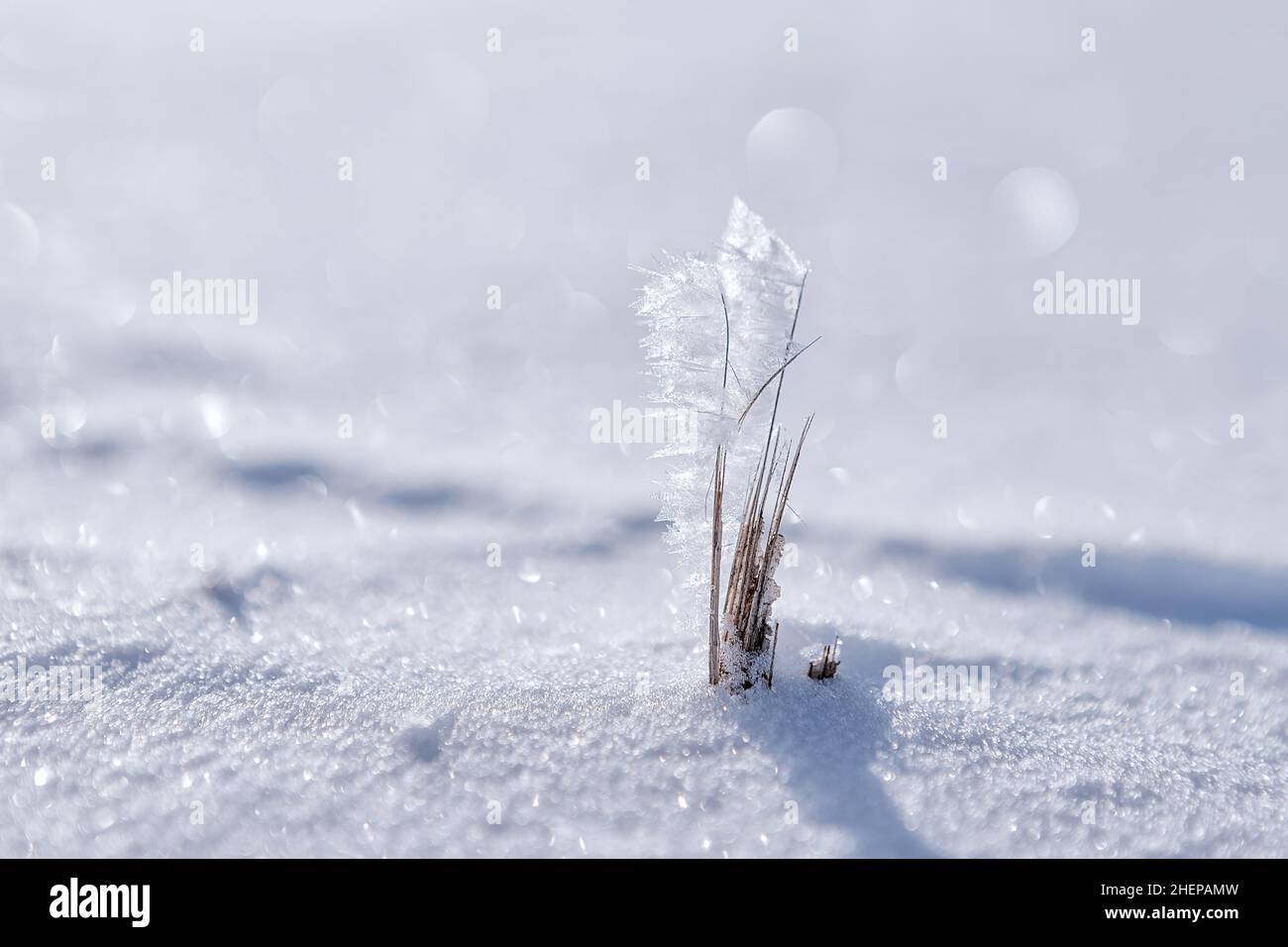 plant with ice crystals Stock Photo
