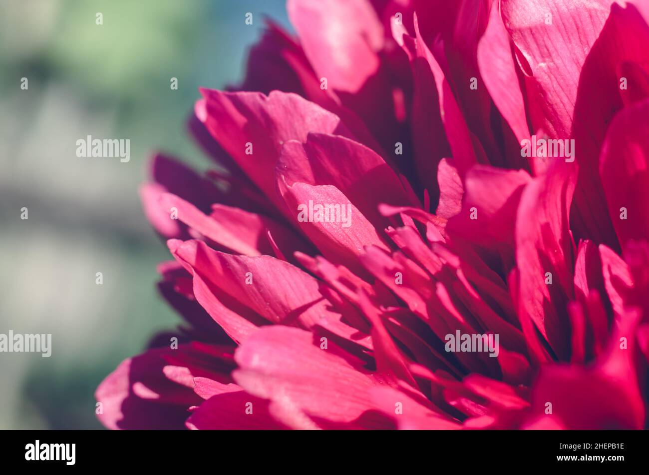 Peony flower petals close-up. Beautiful natural background macro photo Stock Photo