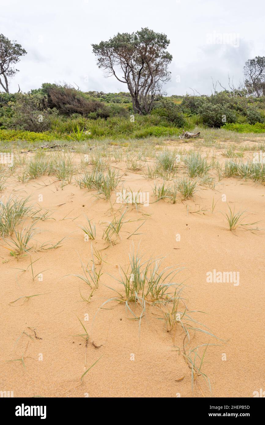 Coastal Spinifex (Spinifex sericeus) grass Stock Photo
