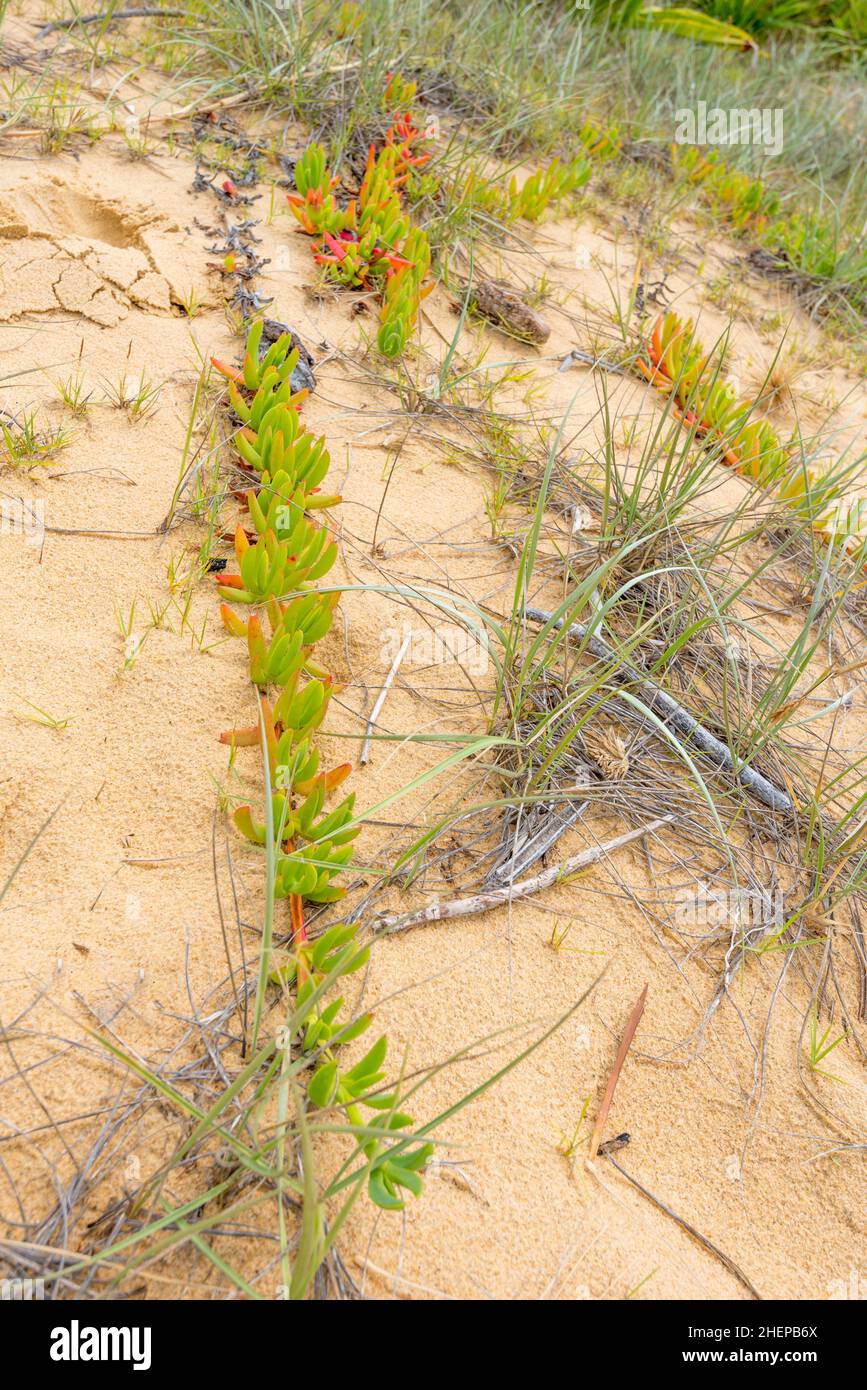 Coastal Spinifex (Spinifex sericeus) and succulent, Pigface (Carpobrotus glaucescens) have long runners that colonize the forefront of coastal dunes Stock Photo