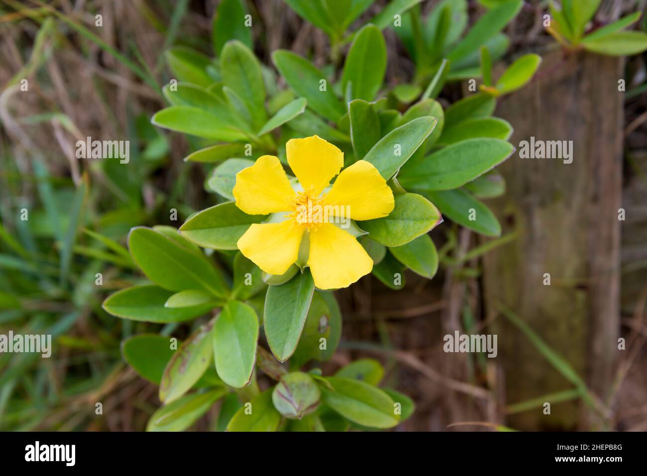 Twining guinea flower (Hibbertia scandens) is a yellow flowering native Australian vine that scrambles over the sand dunes and can climb into trees. Stock Photo