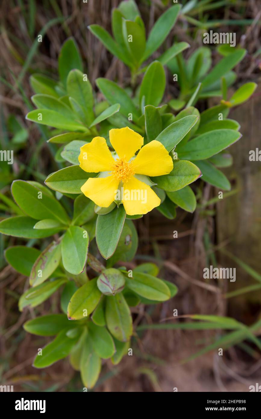 Twining guinea flower (Hibbertia scandens) is a yellow flowering native Australian vine that scrambles over the sand dunes and can climb into trees. Stock Photo